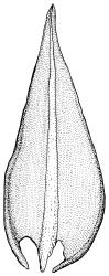 Triquetrella papillata, stem leaf, adaxial view. Drawn from J.E. Beever 10-96, AK 332724.
 Image: R.D. Seppelt © R.D.Seppelt All rights reserved